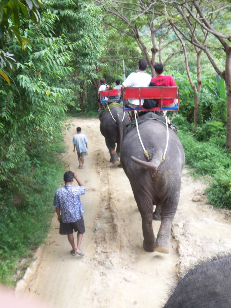 Elephant